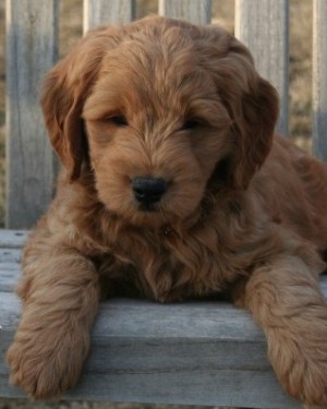 fi mini goldendoodle