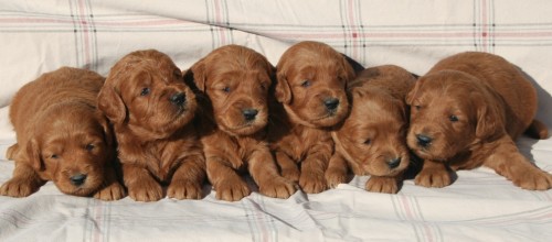 golden doodles f1