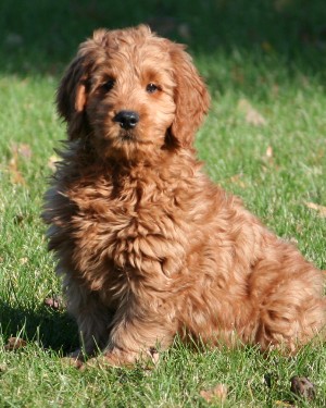 fi mini goldendoodle