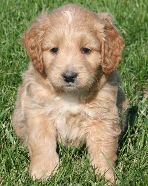 Goldendoodle Iowa