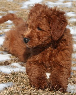 mini red goldendoodle