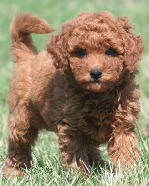 mini red goldendoodle