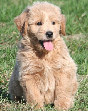 fi mini goldendoodle